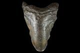 Bargain, Fossil Megalodon Tooth - North Carolina #124777-1
